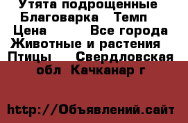 Утята подрощенные “Благоварка“,“Темп“ › Цена ­ 100 - Все города Животные и растения » Птицы   . Свердловская обл.,Качканар г.